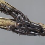 Diacheopsis reticulospora